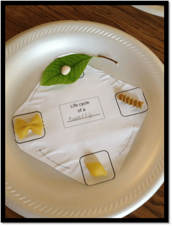 Bananapillars Fun and Free Butterfly Life Cycle Activities - create a pasta life cycle